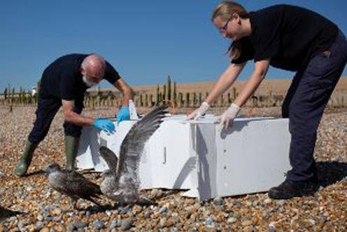 two men releasing seagulls