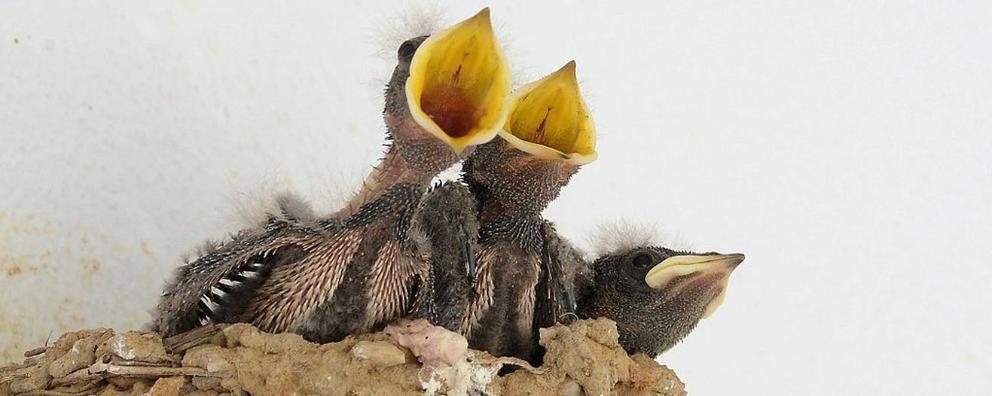 Juvenile Barn Swallows in the nest.