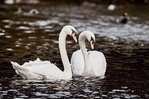 Two swans floating in a lake