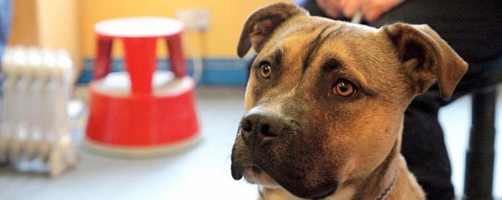 close-up of juvenile Mastiff dog.