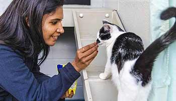 A volunteer feeding a cat in one of our animal centres