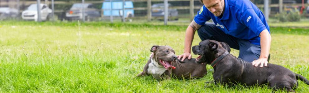 RSPCA inspector Anthony Joynes playing with rescue dogs Jack and Poppy in the outdoor space at an RSPCA animal centre.