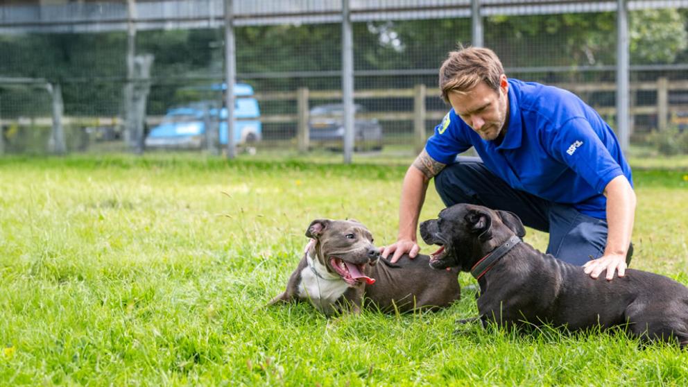 RSPCA inspector Anthony Joynes playing with rescue dogs Jack and Poppy in the outdoor space at an RSPCA animal centre.