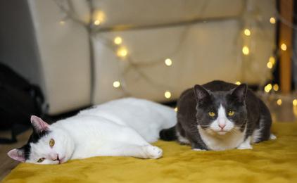 Two rescue cats looking comfortable in their new home lying on cushions.