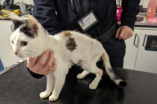 Vet examining a rescue cat who is very underweight and scared.