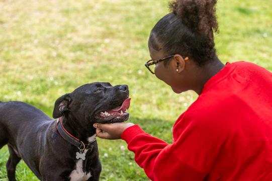 Black dog enjoying being stroked by their new owner.