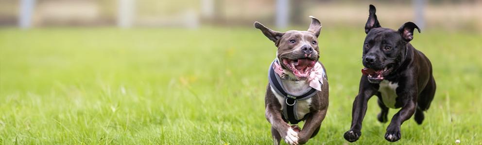 Two dogs running outside.