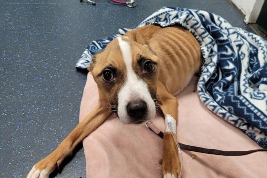 Rescue dog Mabel lying down revealing how skinny she is with her ribcage showing.