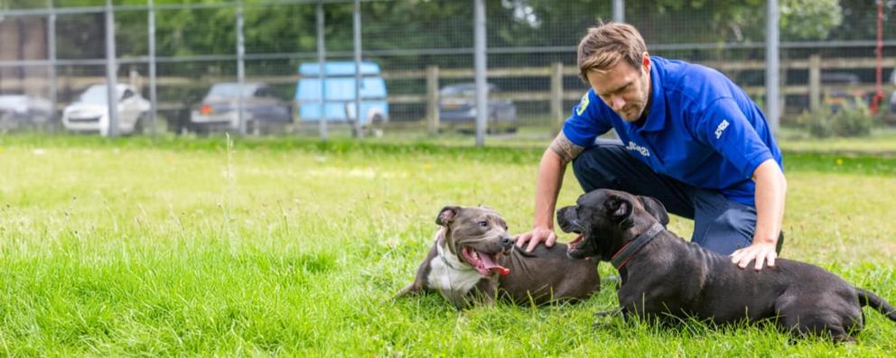 Rescued puppies Jack and Poppy enjoying a reunion with Inspector Anthony Joynes.