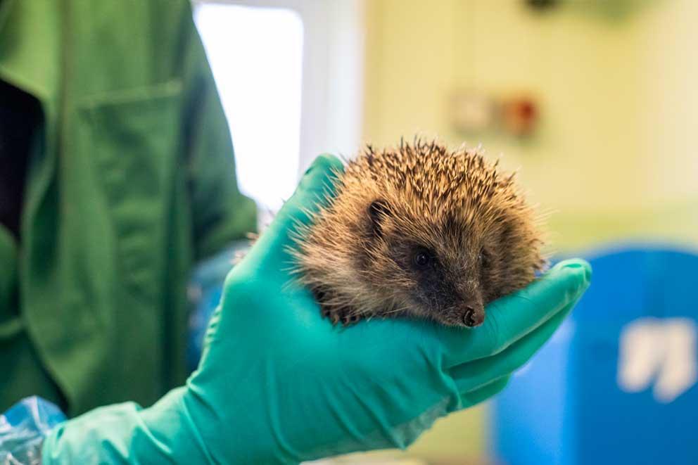 Wildlife Assistant Cameron Law holding a hedgehog at West Hatch wildlife centre
