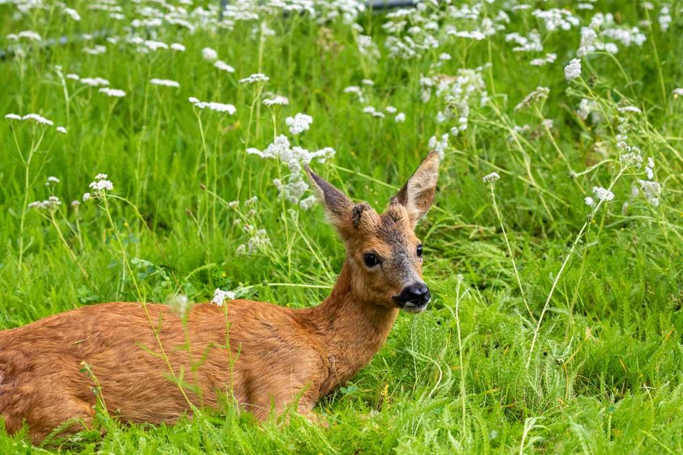 A rescued roe deer in Hampshire