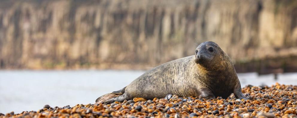 Seal lying on the pebble beach in Sussex.