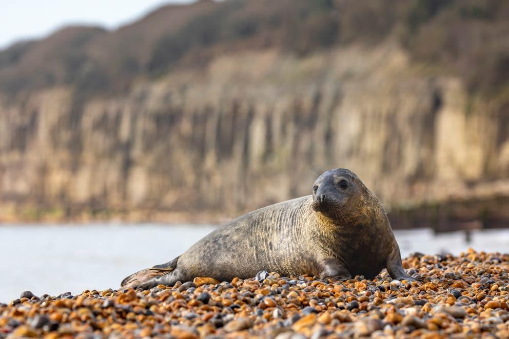 A grey seal lying on the beach in Hastings.