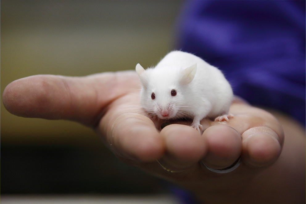 White mouse in the palm of a human hand.