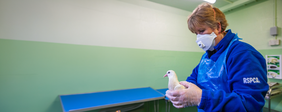 RSPCA vet wearing a mask to protect from bird flu examining a bird.