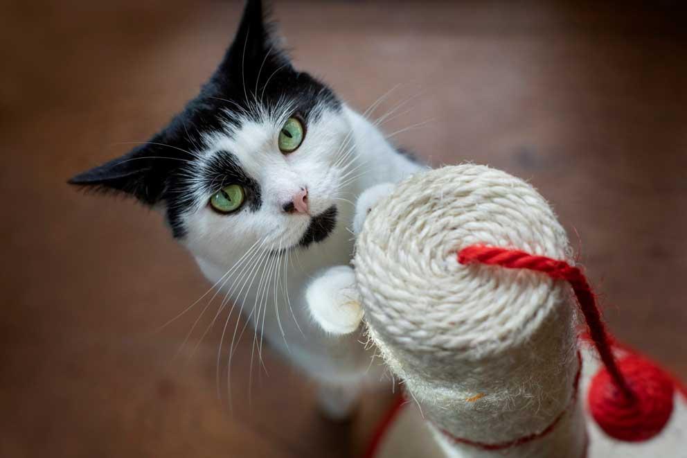 An abandoned cat was rescued and rehomed by the RSPCA.