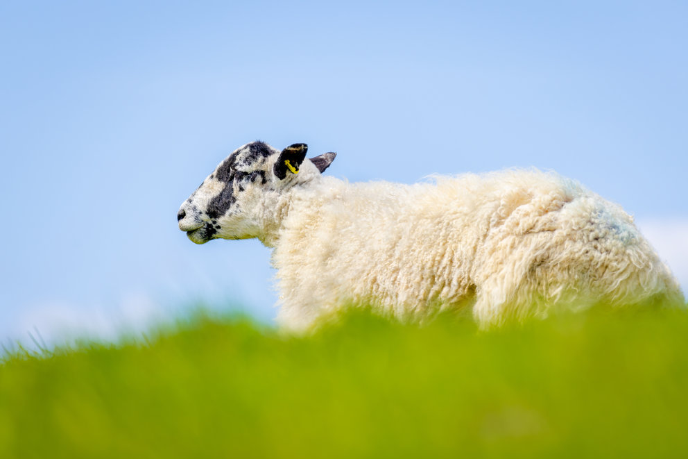 Sheep sitting in a field