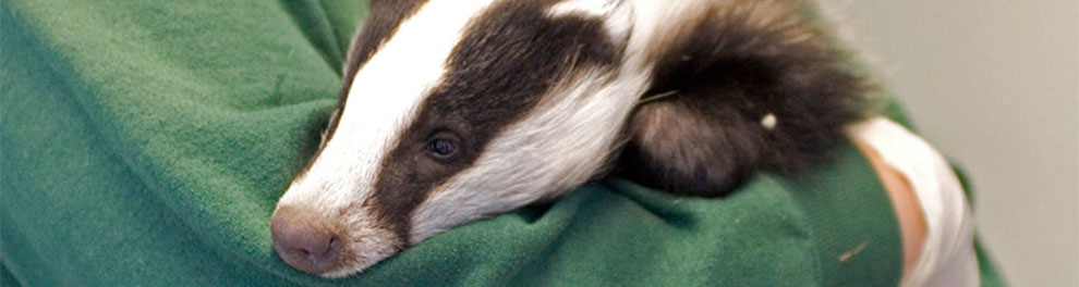 Badger cub recovering from anesthesia at RSPCA West Hatch Wildlife Centre © RSPCA Photolibrary